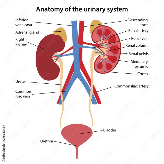 Art-labeling activity organs of the urinary system in a female