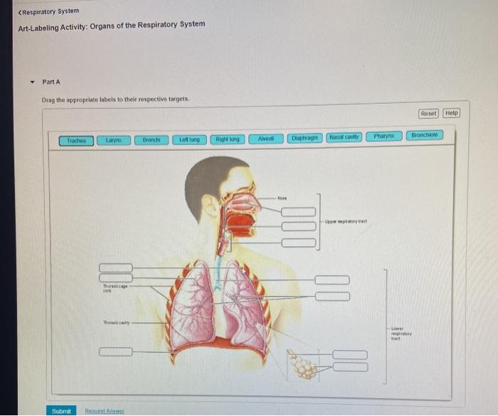 Art-labeling activity organs of the urinary system in a female