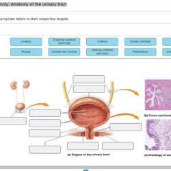 Urinary system structures anatomy human male urine body visiblebody female bladder urethra atlas where pages removing work filtering blood visible